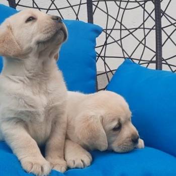 Labrador štenci