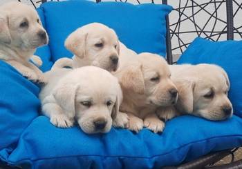 Labrador štenci