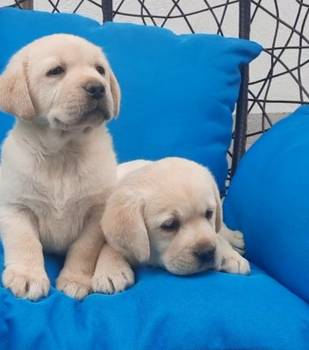 Labrador štenci