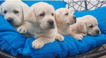 Labrador štenci