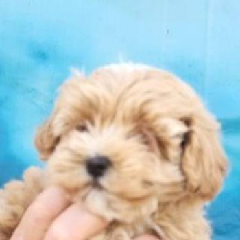 Maltipoo stenci