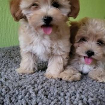 Maltipoo stenci
