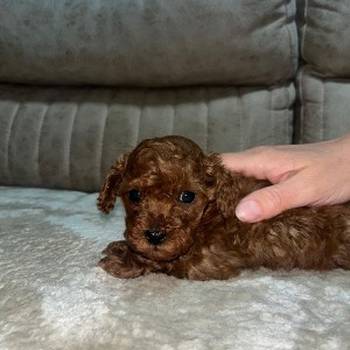 Toy pudlica