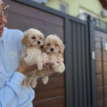 Maltipoo stenci