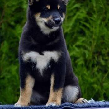 Shiba Inu / Šiba inu, štenci