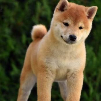 Shiba Inu / Šiba inu, štenci