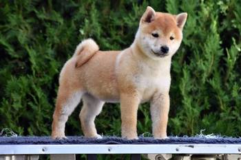 Shiba Inu / Šiba inu, štenci