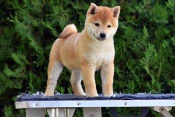Shiba Inu / Šiba inu, štenci