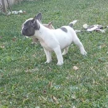 Francuski buldog štenci egzoticnih boja