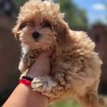 Maltipoo bebe