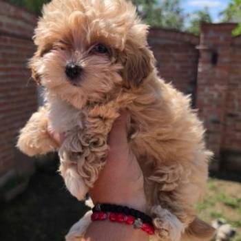 Maltipoo bebe