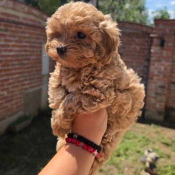 Maltipoo bebe