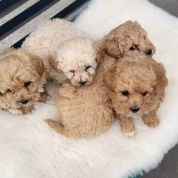 Maltipoo- bipoo