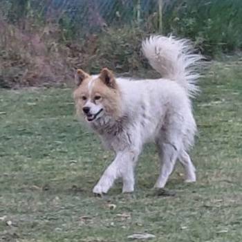 Poklon - Mešanac akita inu i samojeda, star 2 god