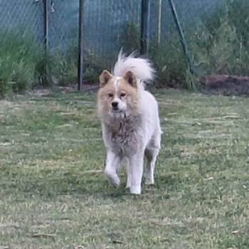 Poklon - Mešanac akita inu i samojeda, star 2 god