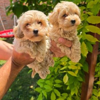 Maltipoo stenci spremni su za preuzimanje