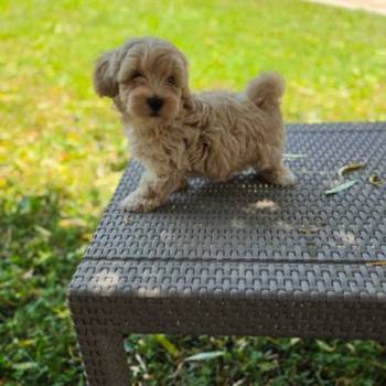 Maltipoo stenci spremni su za preuzimanje