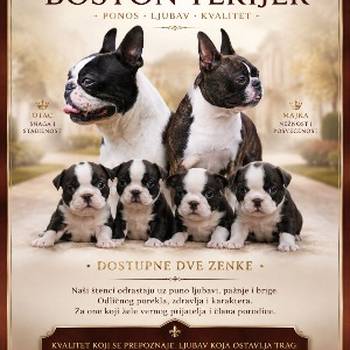 Boston terijer prelepi štenci