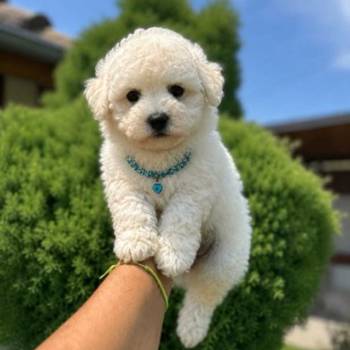 Bichon Frise štenci