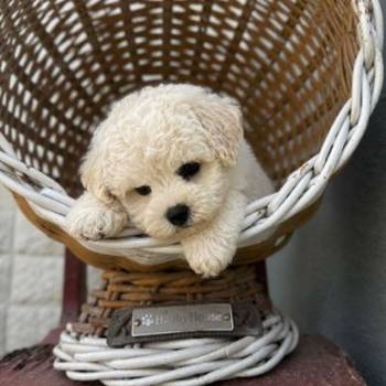Bichon Frise štenci