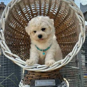 Bichon Frise štenci