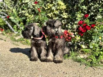 Patuljasti šnaucer prelepi štenci