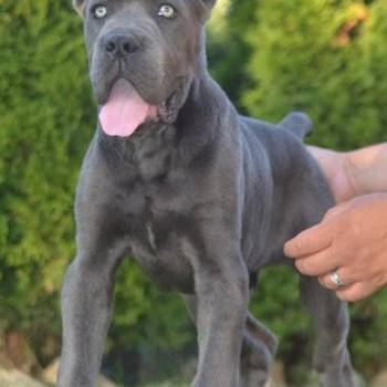 Cane Corso, vrhunski štenci