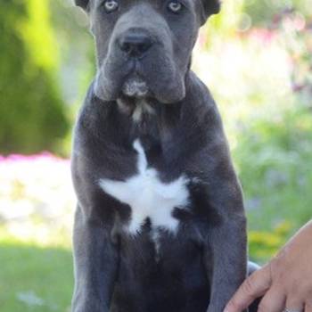 Cane Corso, vrhunski štenci