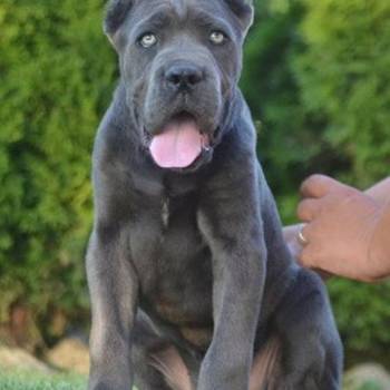 Cane Corso, vrhunski štenci