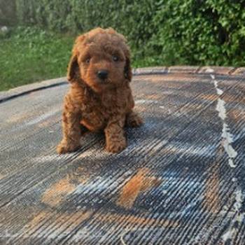 Aprikot mini i Crvena toy pudla štenci