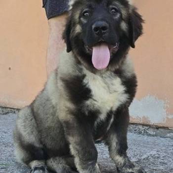 Kavkaski ovčar vrhunski štenci