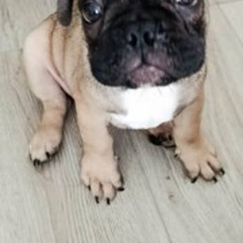 Francuski buldog