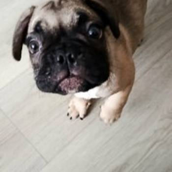 Francuski buldog