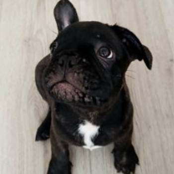Francuski buldog