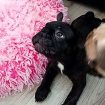 Francuski buldog