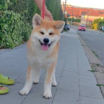 Akita Inu prelepi štenci