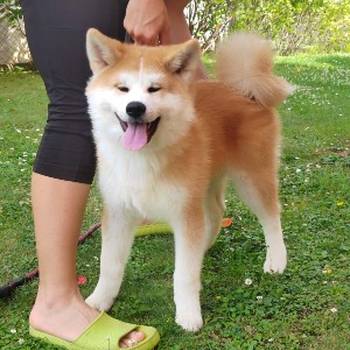 Akita Inu prelepi štenci