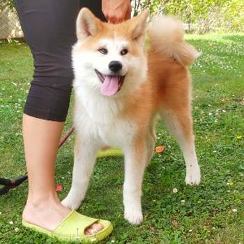 Akita Inu prelepi štenci