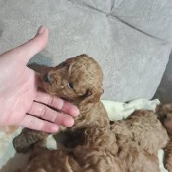 Crvena toj pudla ( Toy Poodle )