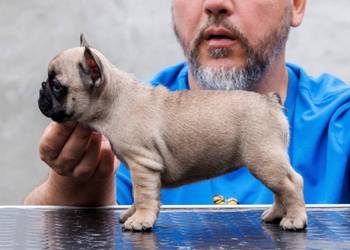 Francuski bulldog, vrhunsko leglo