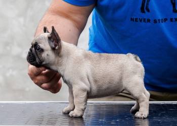 Francuski bulldog, vrhunsko leglo