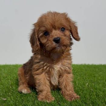 Cavapoo-Kavapu (cavalier king charles spaniel + pudla)