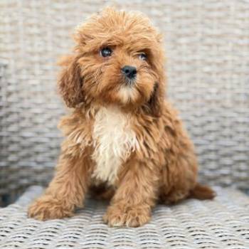 Cavapoo-Kavapu (cavalier king charles spaniel + pudla)