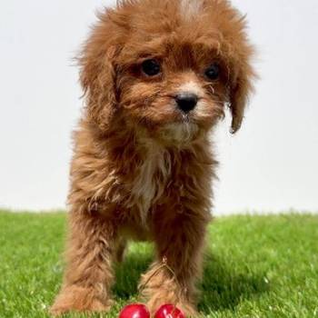 Cavapoo-Kavapu (cavalier king charles spaniel + pudla)