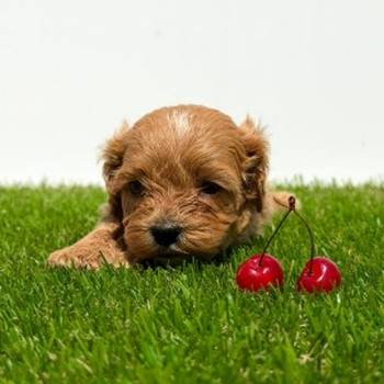 Cavapoo-Kavapu (cavalier king charles spaniel + pudla)