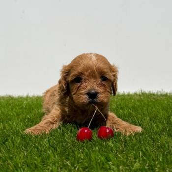 Cavapoo-Kavapu (cavalier king charles spaniel + pudla)