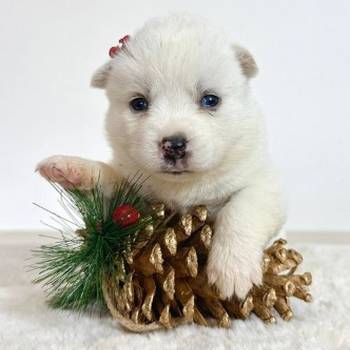 Pomsky-pomski (pomeranac + haski)