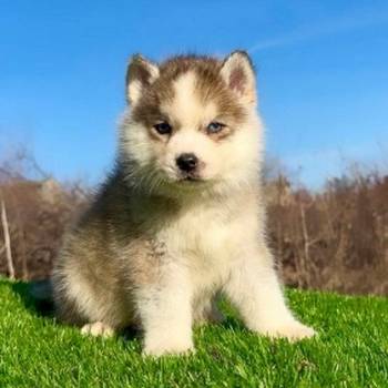 Pomsky-pomski (pomeranac + haski)