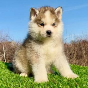Pomsky-pomski (pomeranac + haski)