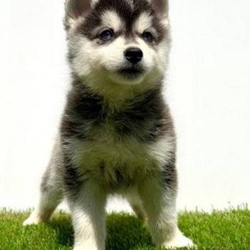 Pomsky-pomski (pomeranac + haski)